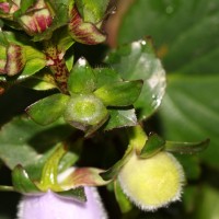 Gloxinia perennis (L.) Druce